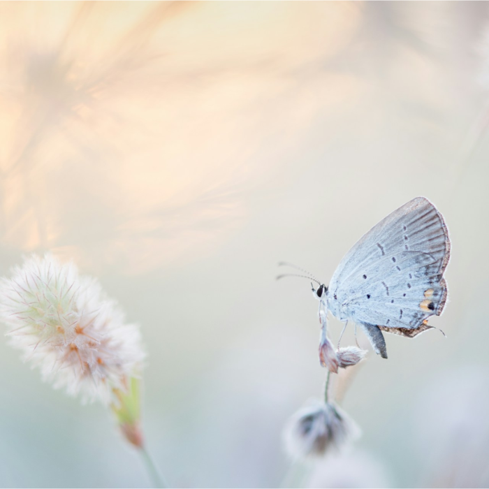 grief-and-loss