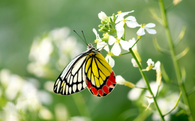 Mental Health Therapy in Bowral: Empathic Support for Healing