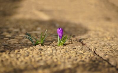 Trauma and PTSD Counselling Sydney