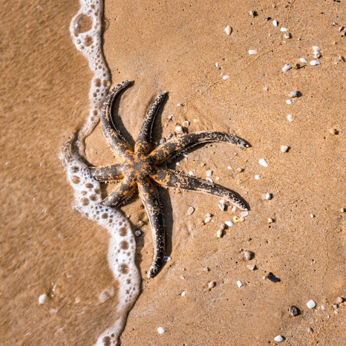 anzap-trainee-therapy