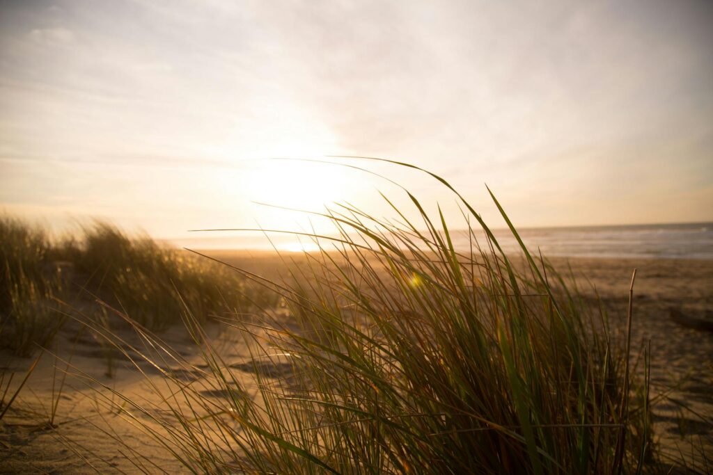trauma-therapy-online-australia
